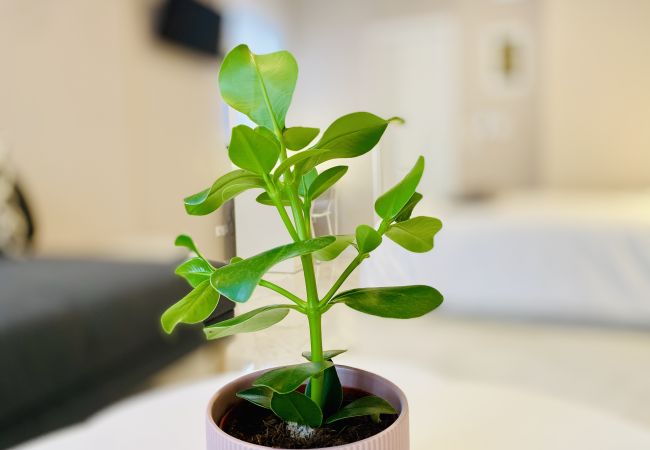 Studio in Athens - 1st Floor Studio-Shell Studio in Athens - 1st Floor Studio-Shell